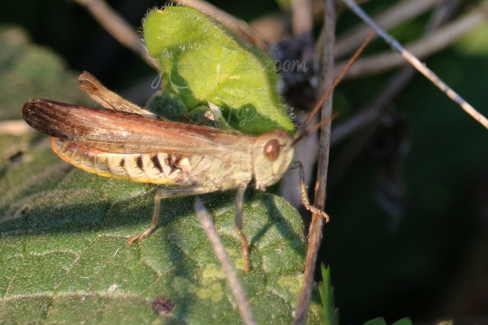Chorthippus mollis - halk tarlósáska