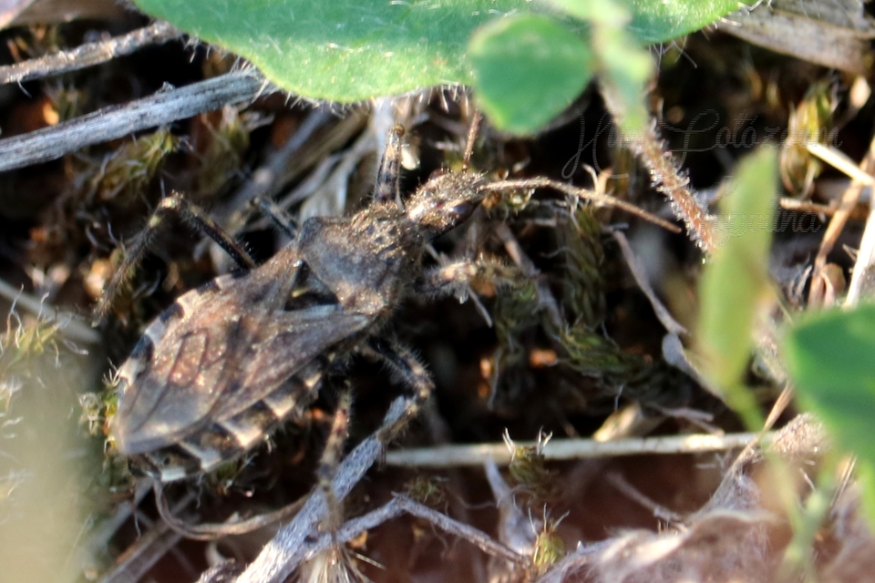Coranus