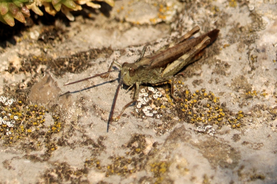 Chorthippus (Glyptobothrus) (subgenus)