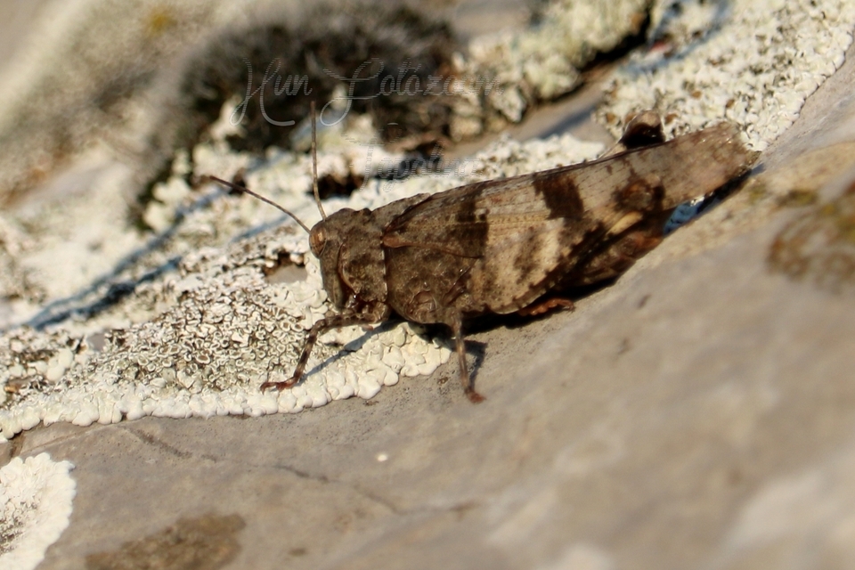 Oedipoda caerulescens - kékszárnyú sáska