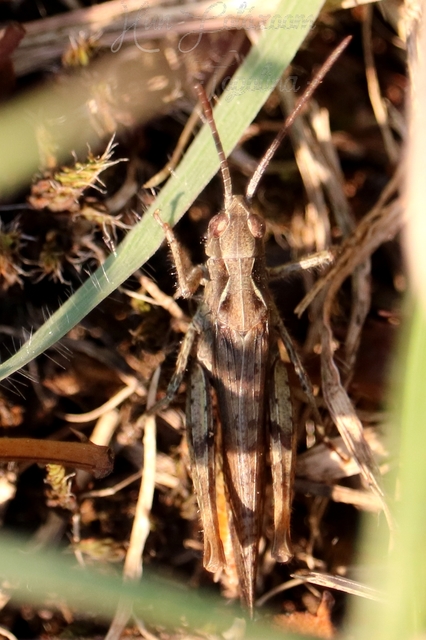 Chorthippus (Glyptobothrus) (subgenus)