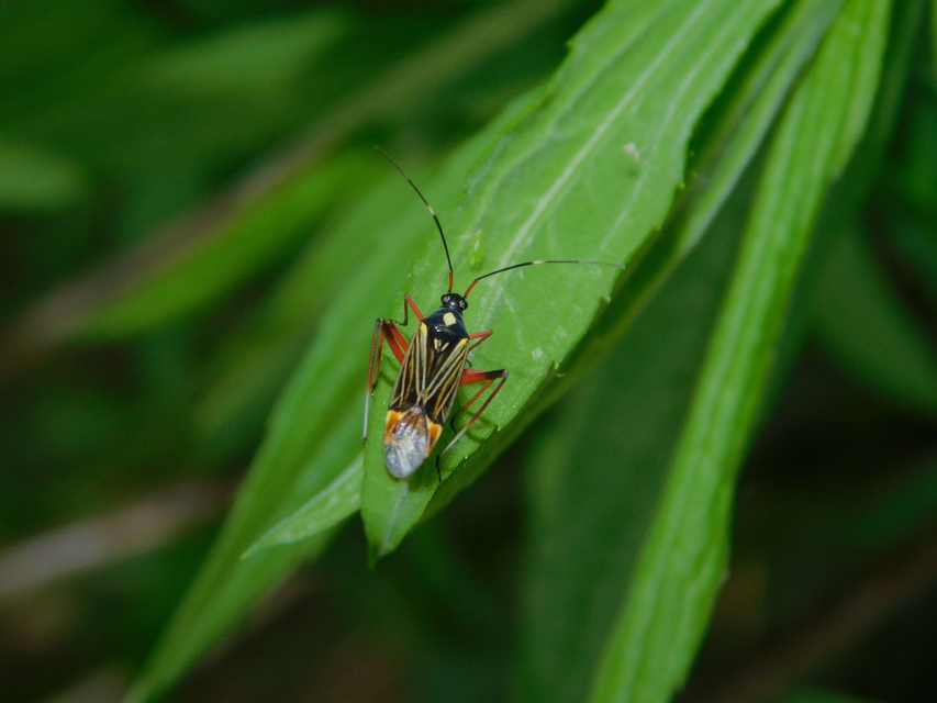 Miris striatus - sávos mezeipoloska