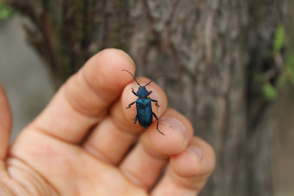 Callidium violaceum - kék korongcincér