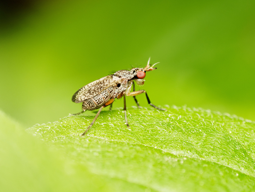 Sciomyzidae - szarvaslégyfélék