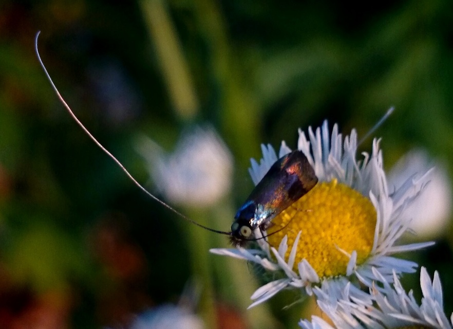 Nemophora prodigellus - aranysárga tőrösmoly