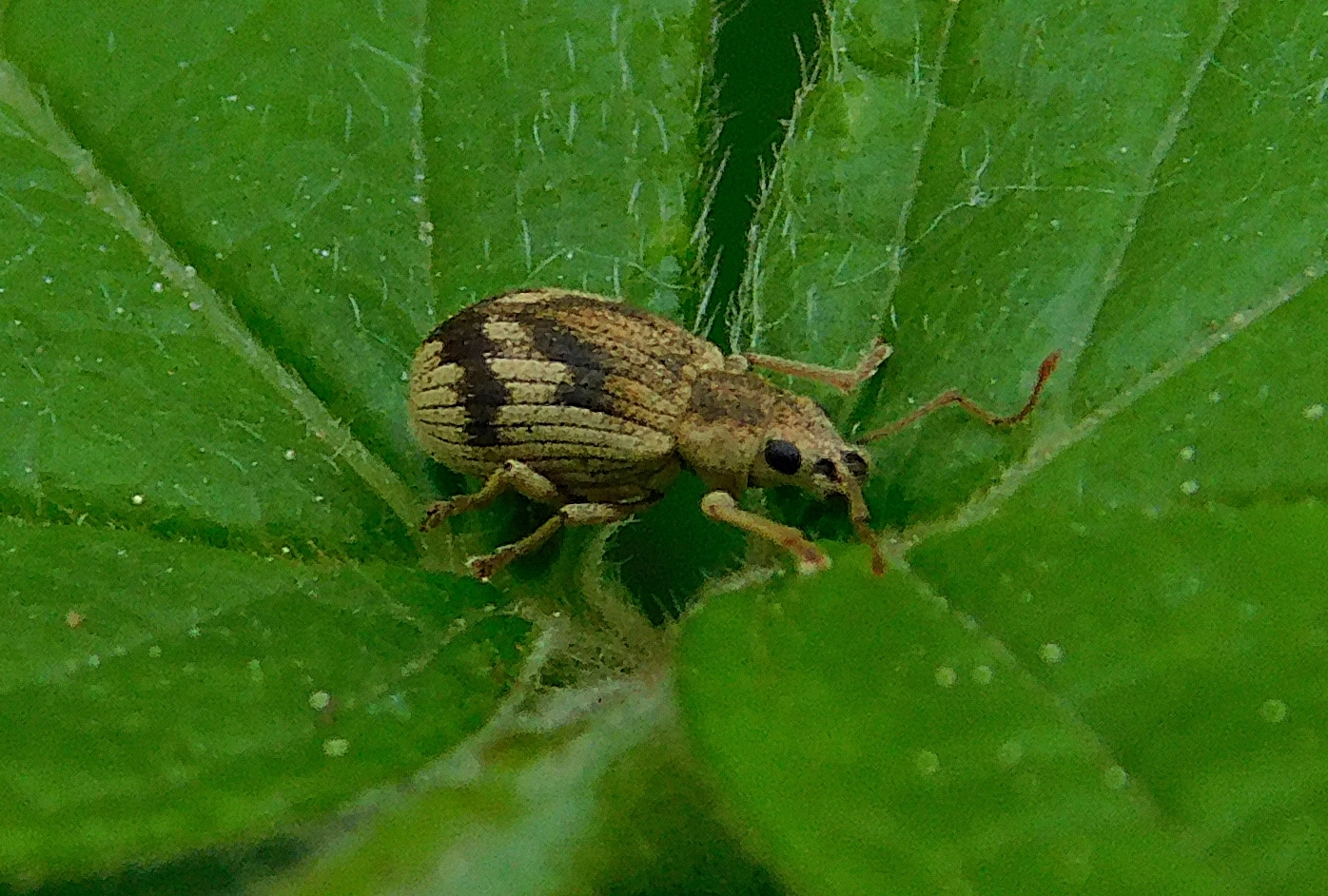 Pseudomyllocerus sinuatus - szeder-levélormányos