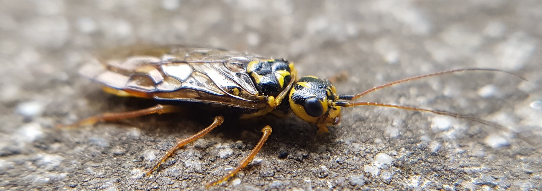 Pamphiliidae - szövődarazsak