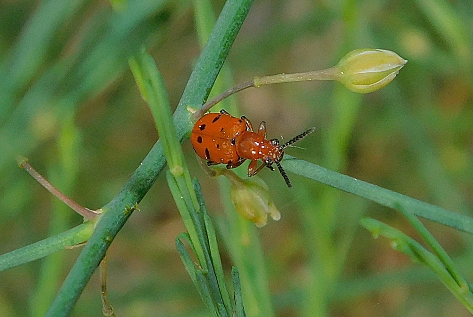 Crioceris duodecimpunctata - tizenkétpontos spárgabogár