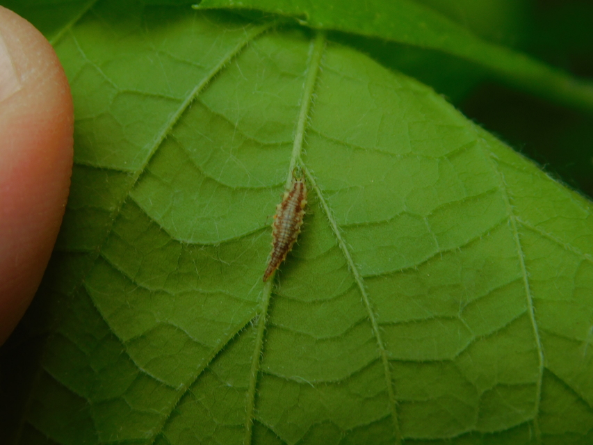 Chrysopidae - zöldfátyolkák