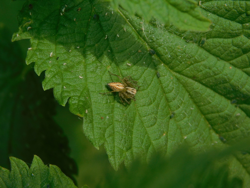 Oxyopes lineatus