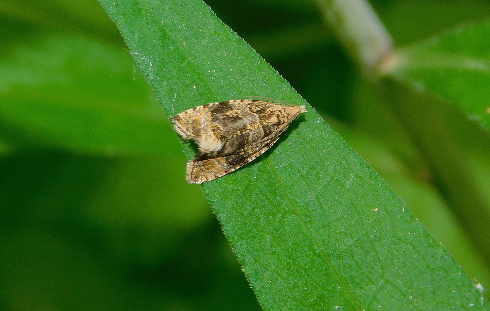 Celypha lacunana - vízparti tükrösmoly