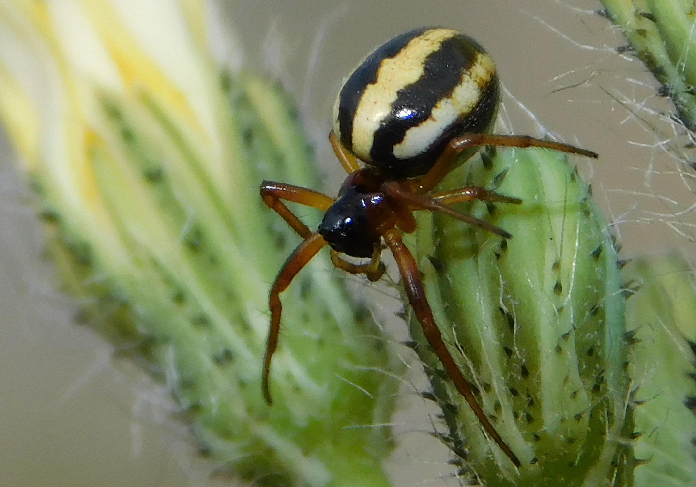 Hypsosinga pygmaea - törpe keresztespók