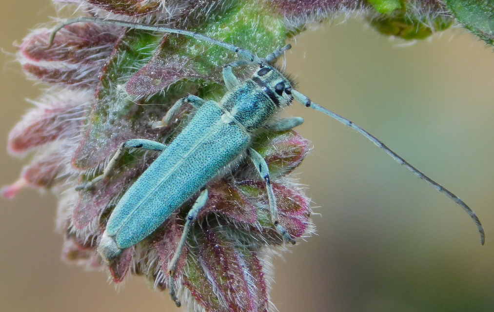 Phytoecia coerulescens - kígyósziszcincér