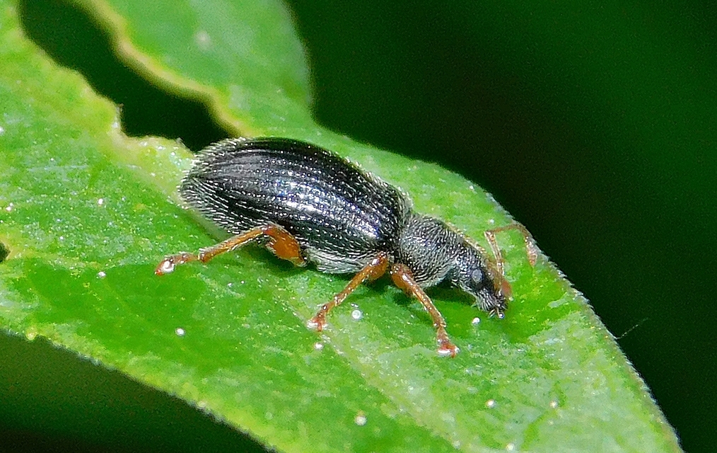 Phyllobius oblongus - közönséges levélormányos