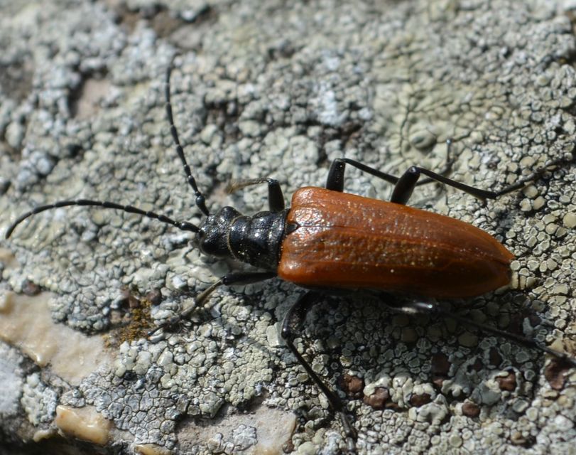Stenocorus quercus - tölgy-gyökércincér