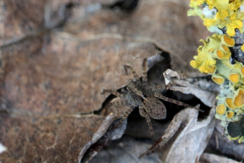 Pardosa hortensis