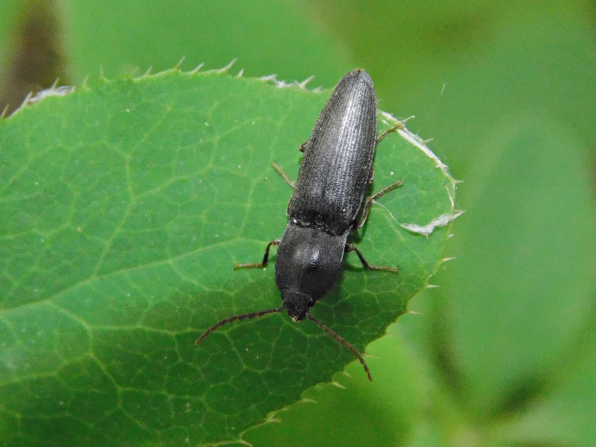 Neopristilophus insitivus - lapos pattanó