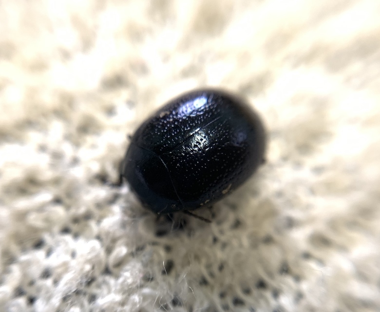 Chrysolina haemoptera - mezei levélbogár