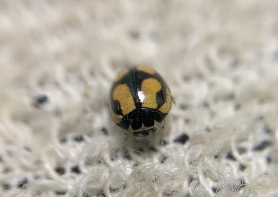 Adalia decempunctata - tízpettyes katica
