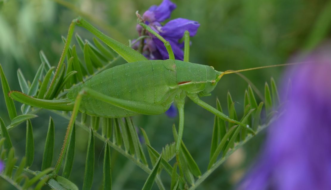 Isophya costata - magyar tarsza