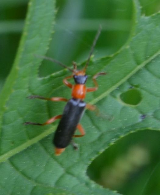 Cordicantharis longicollis