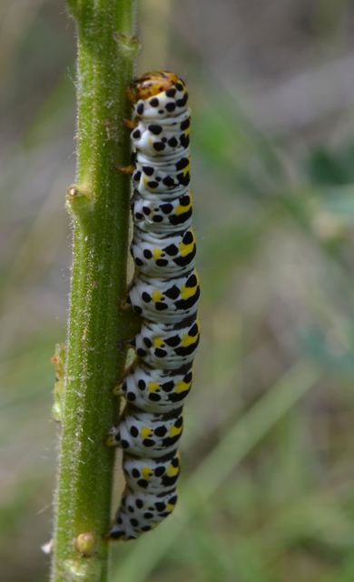 Shargacucullia gozmanyi/scrophulariae/verbasci