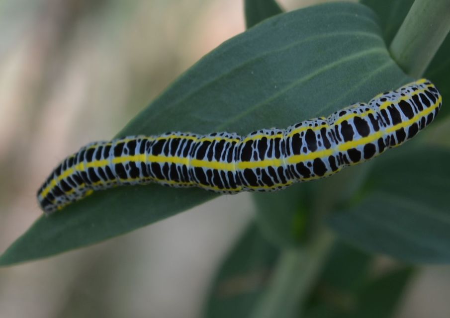 Calophasia