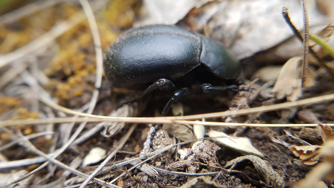 Gnaptor spinimanus - pohos gyászbogár