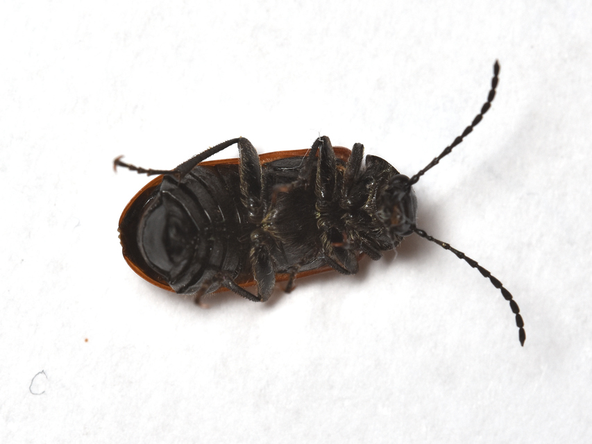 Omophlus proteus - közönséges pejbogár Omophlus proteus - közönséges pejbogár