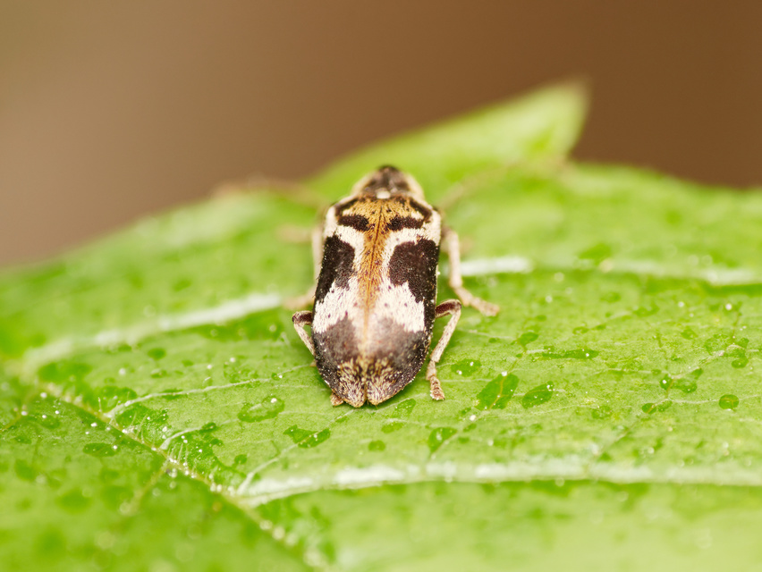 Ptinomorphus imperialis - díszes álszú
