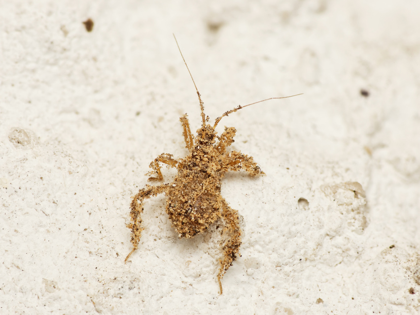 Reduvius personatus - szemetes zugpoloska