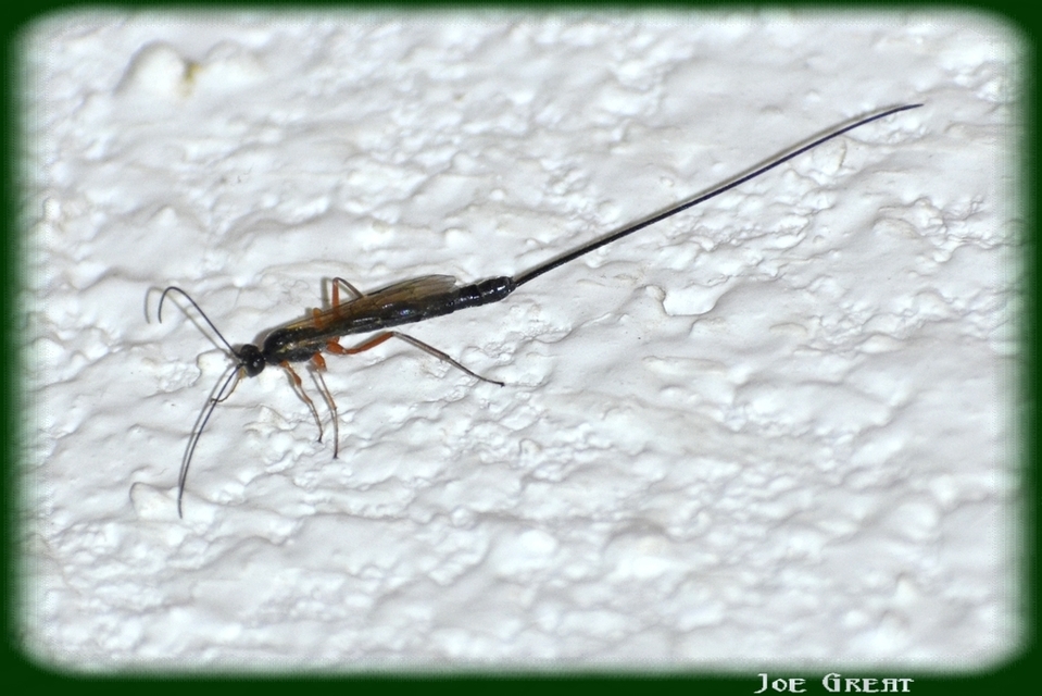 Dolichomitus