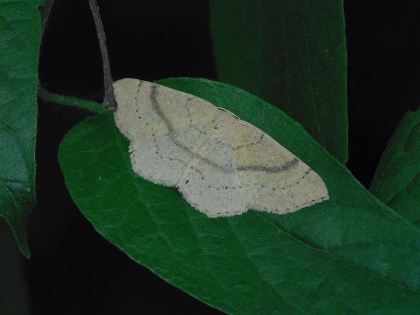 Cyclophora ruficiliaria - vörösrojtú pettyesaraszoló