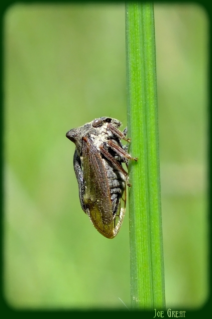 Centrotus cornutus - szarvaskabóca