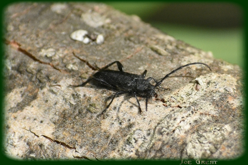 Ropalopus clavipes - feketelábú facincér