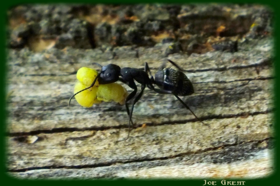 Camponotus vagus - fekete lóhangya