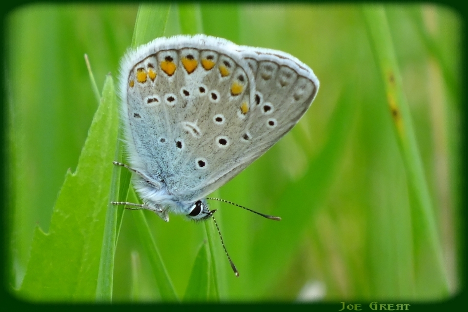 Polyommatus icarus - közönséges boglárka