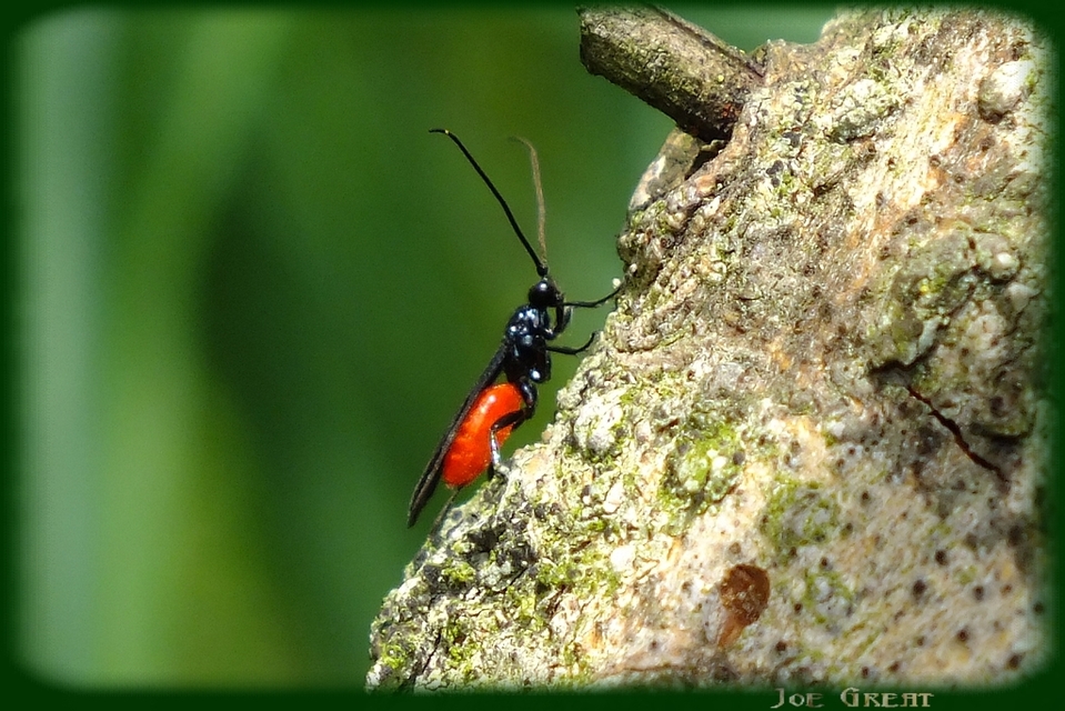 Braconidae - gyilkosfürkészek