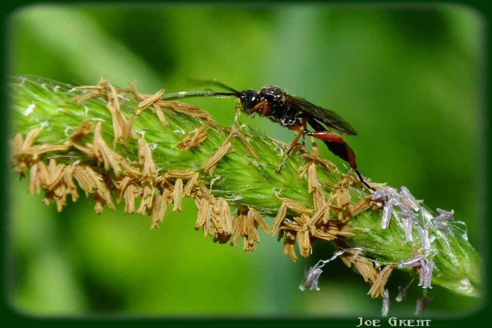 Ichneumonidae - valódi fürkészdarazsak