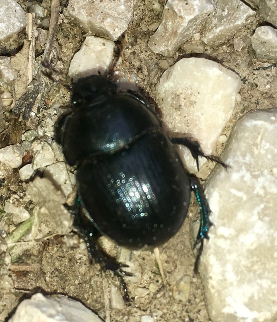 Anoplotrupes stercorosus - erdei álganéjtúró