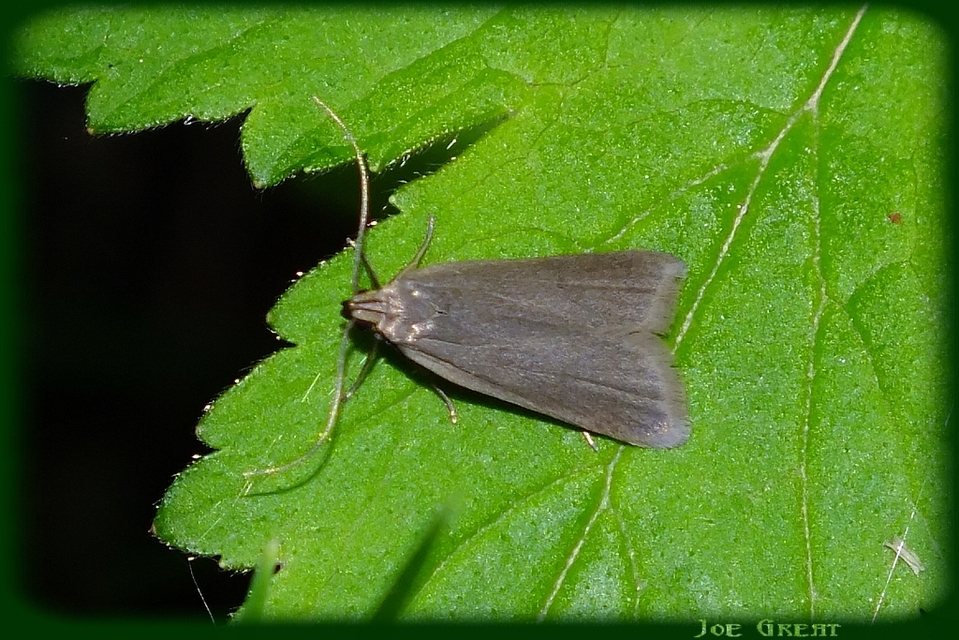 Acompsia cinerella - szürke sarlósmoly