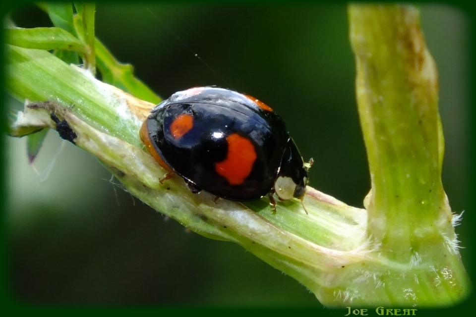 Harmonia axyridis - harlekinkatica