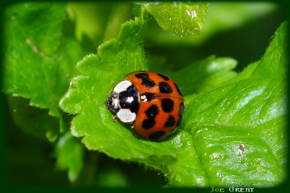 Harmonia axyridis - harlekinkatica