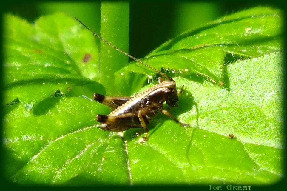 Pholidoptera griseoaptera - szürke avarszöcske