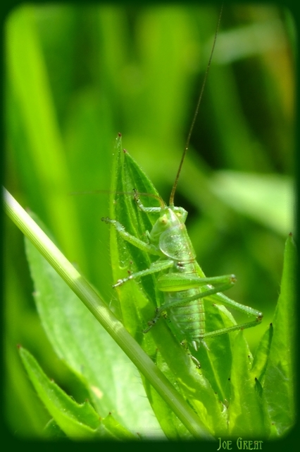 Tettigonia viridissima - zöld lombszöcske