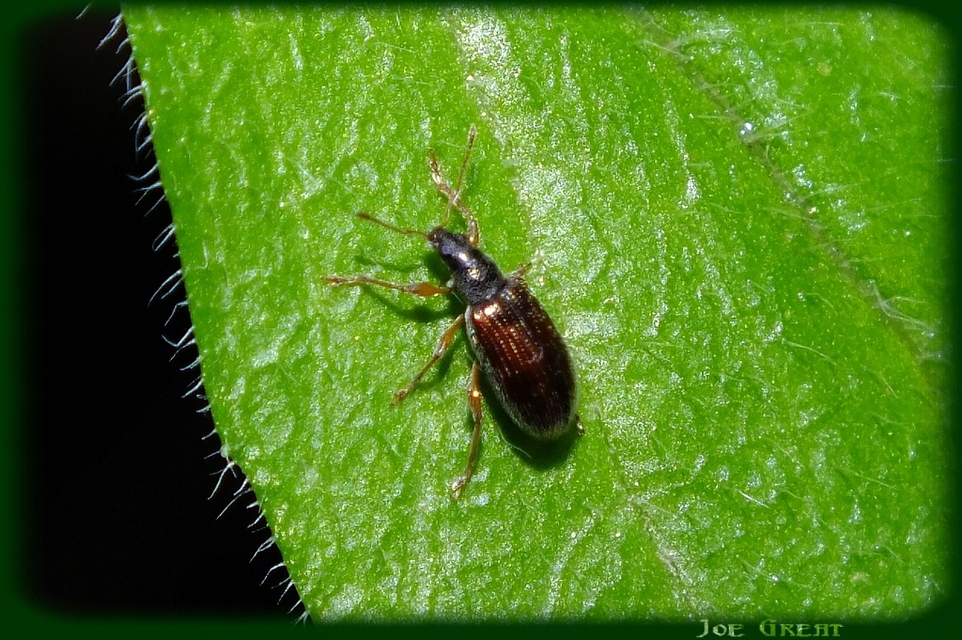 Phyllobius oblongus - közönséges levélormányos