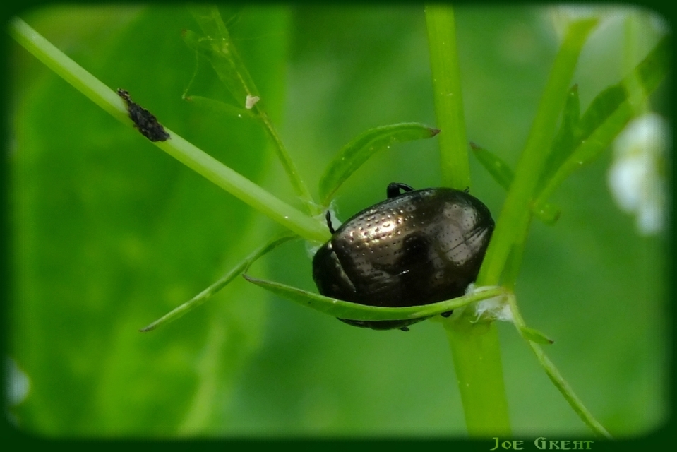 Chrysolina oricalcia - bronzos levélbogár