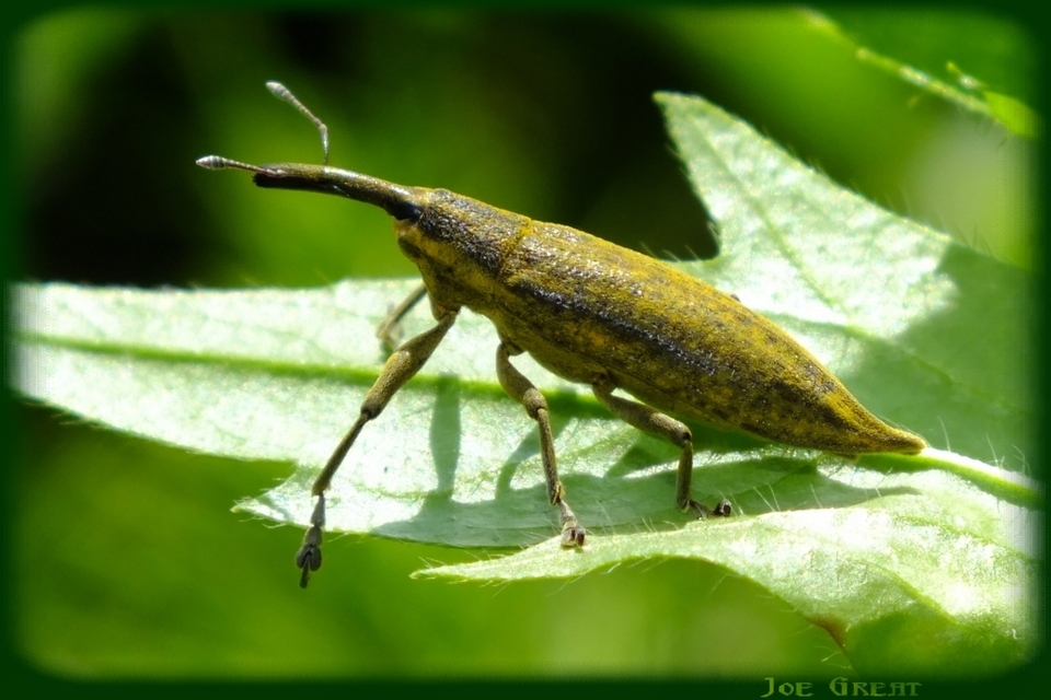 Lixus iridis - bürökfúró dudvabarkó