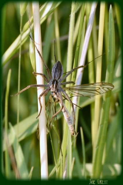 Pisaura mirabilis - csodáspók