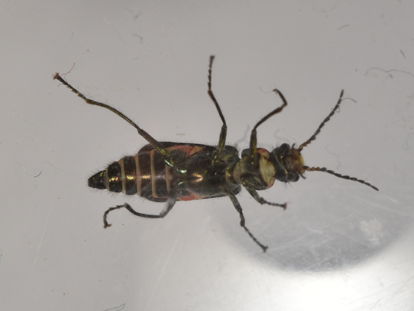 Malachius bipustulatus - kétfoltos bibircsesbogár